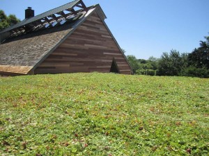 green living roofs