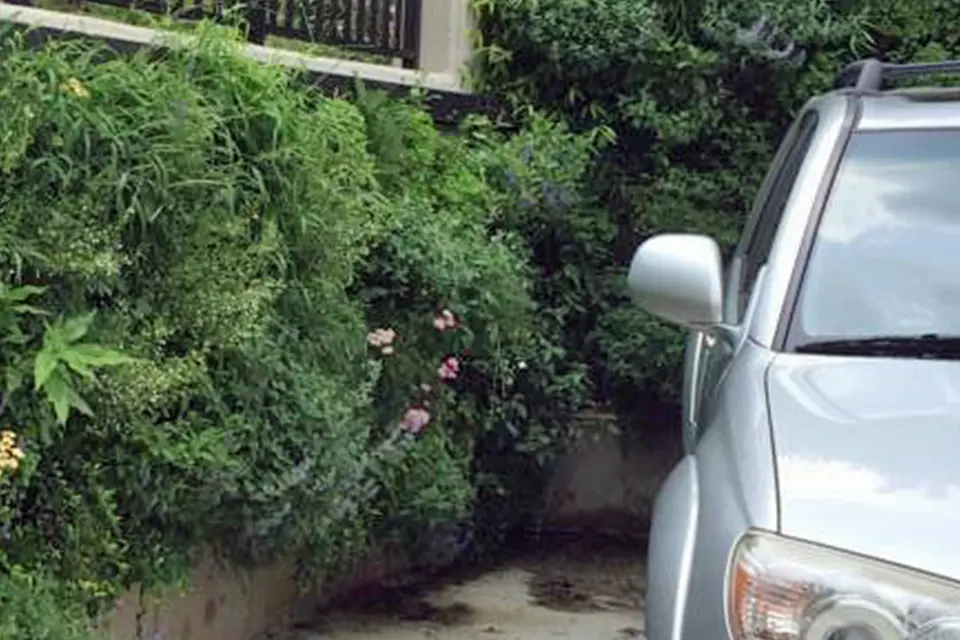 A car parked in front of bushes and trees.